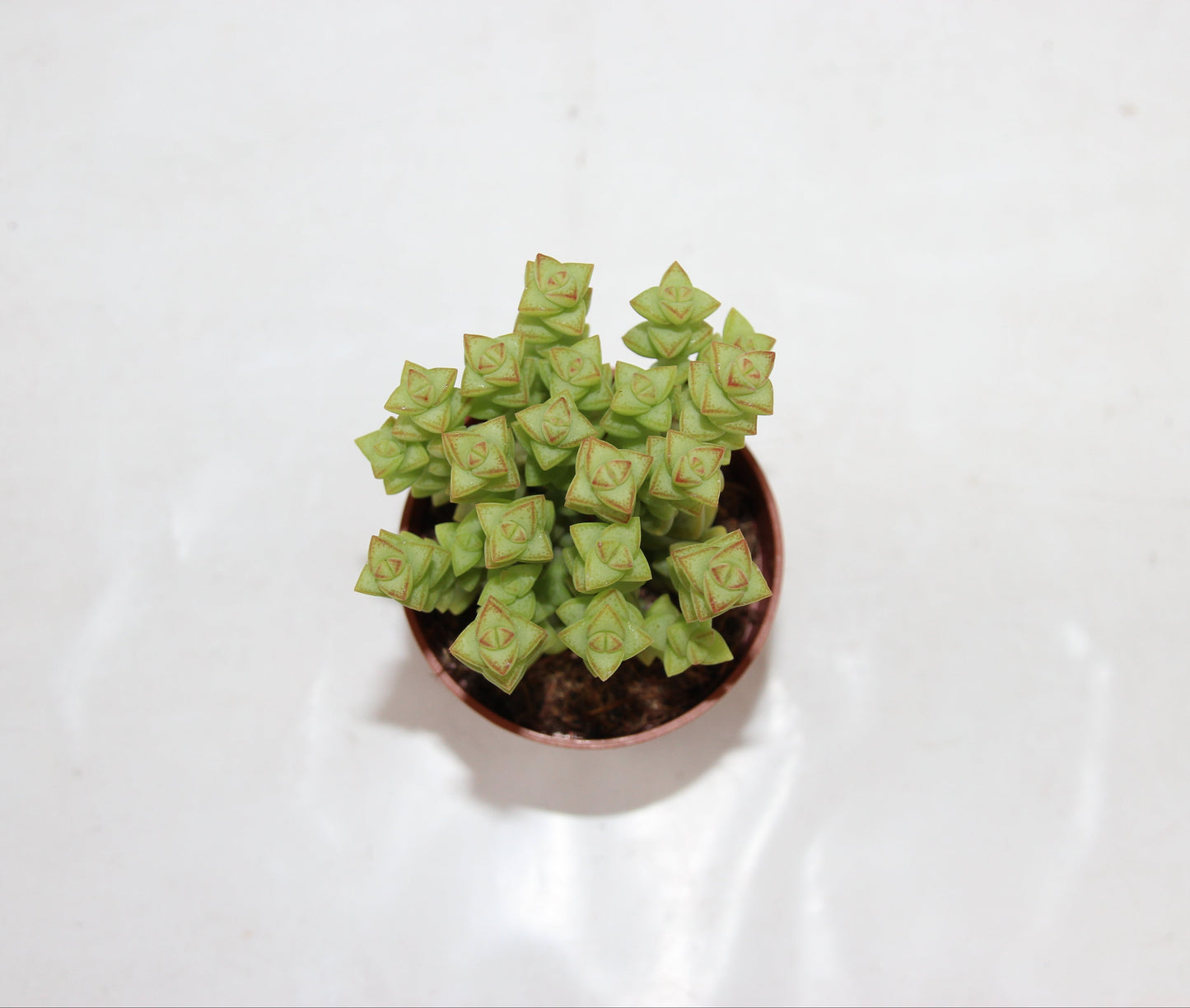 Crassula rupestris