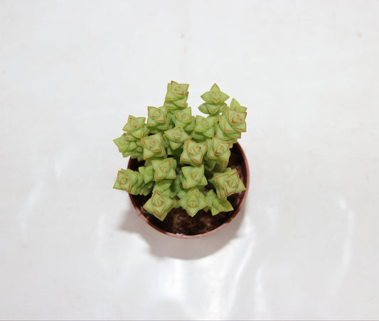 Crassula rupestris