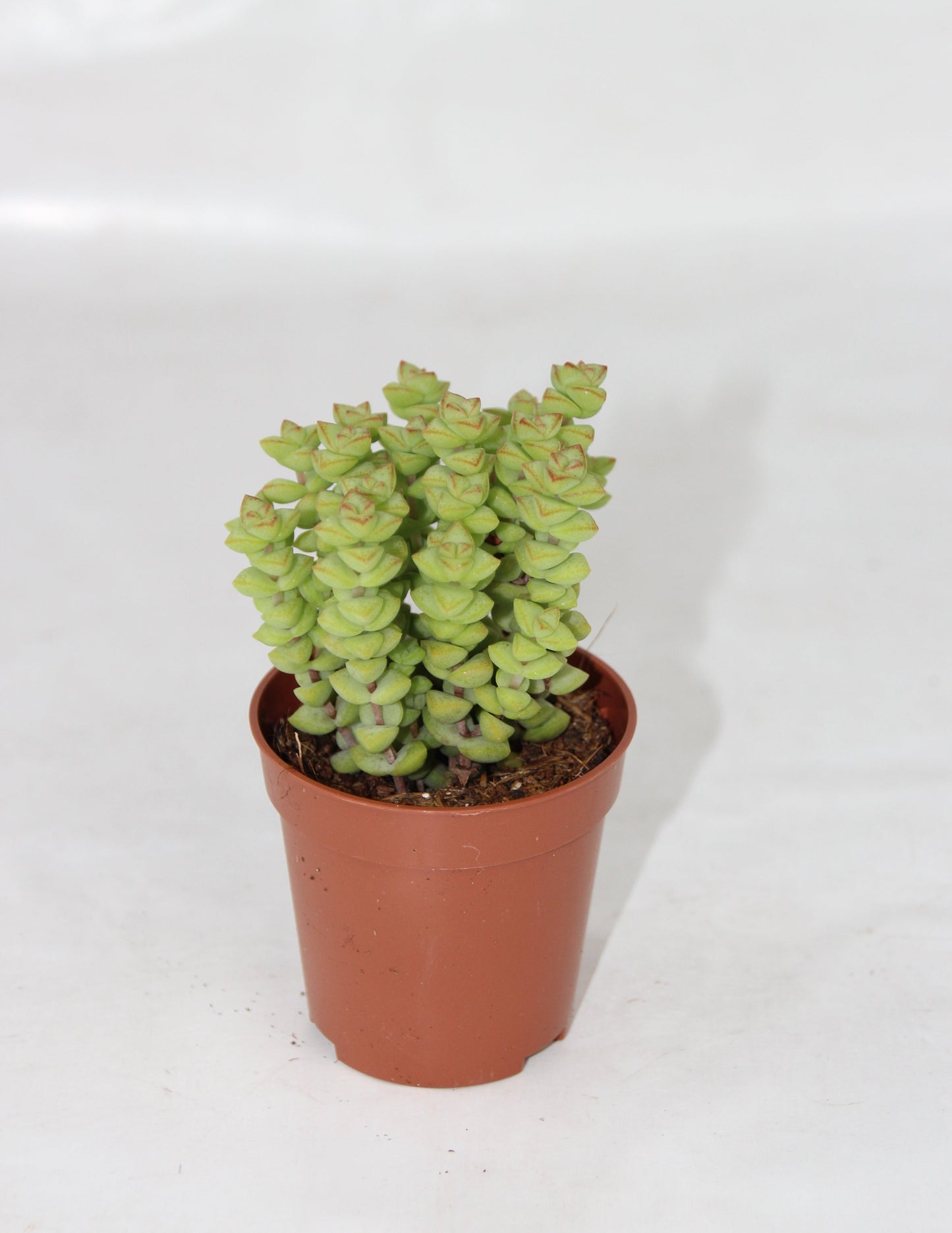 Crassula rupestris