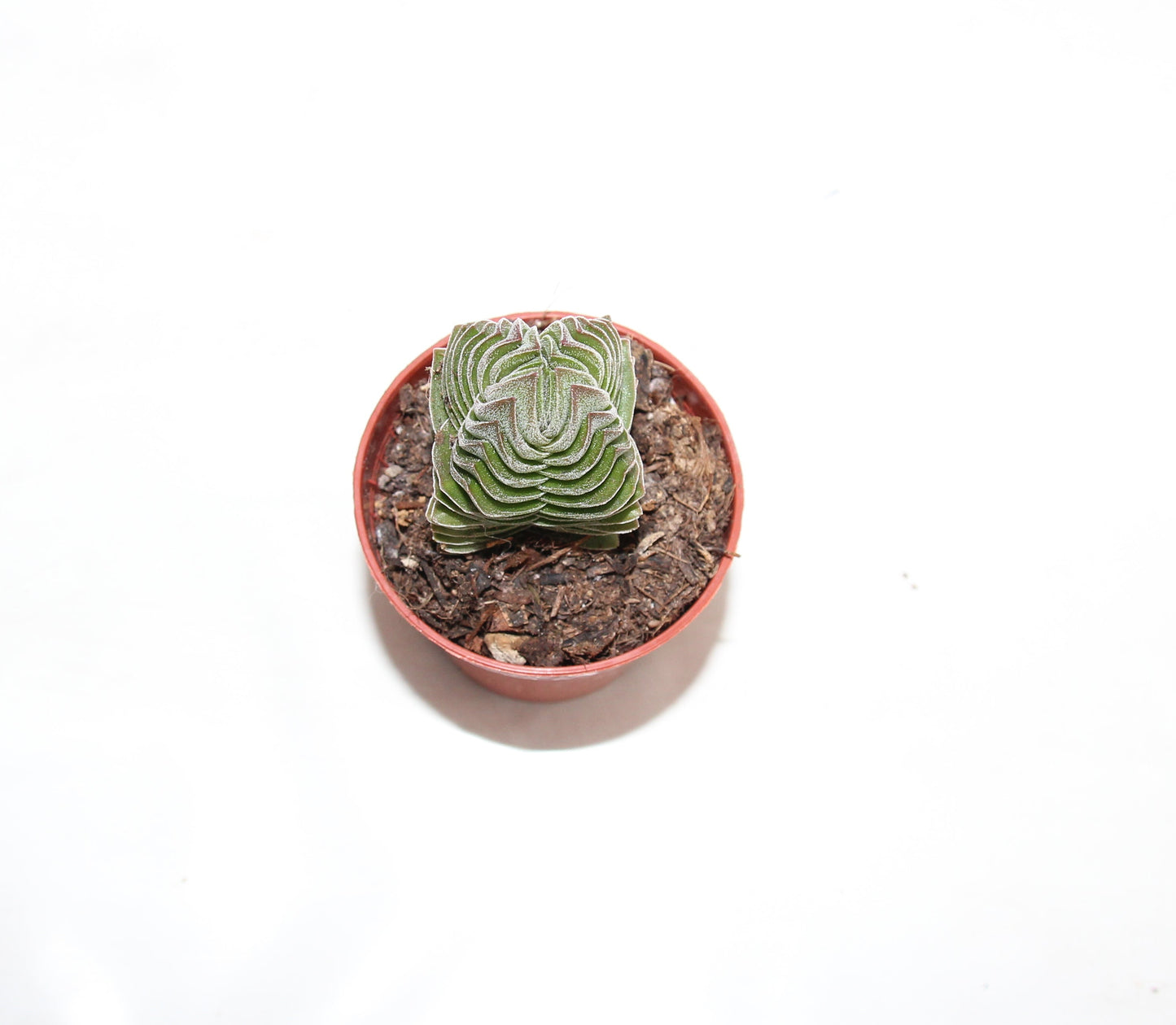 Crassula 'Buddha's Temple'