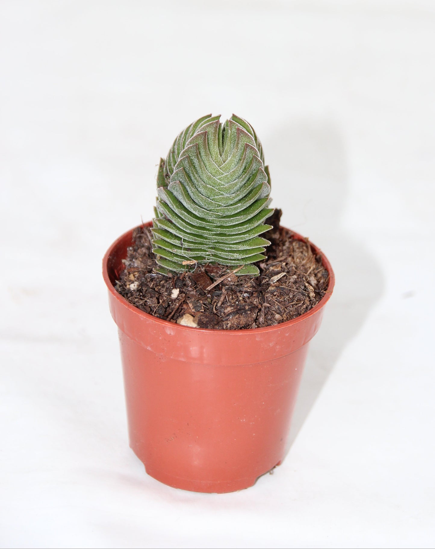 Crassula 'Buddha's Temple'