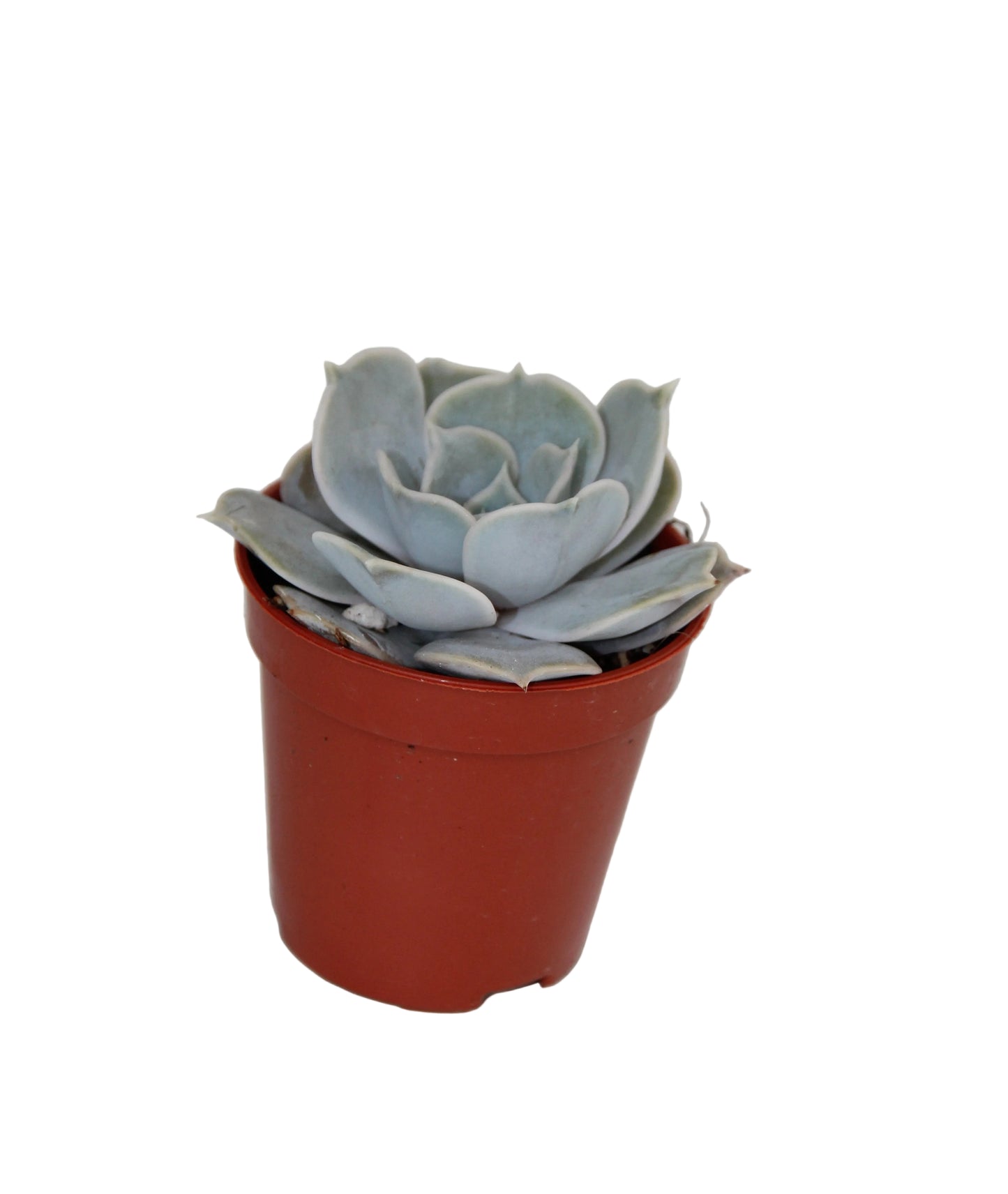 Echeveria lilacina