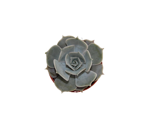 Echeveria lilacina