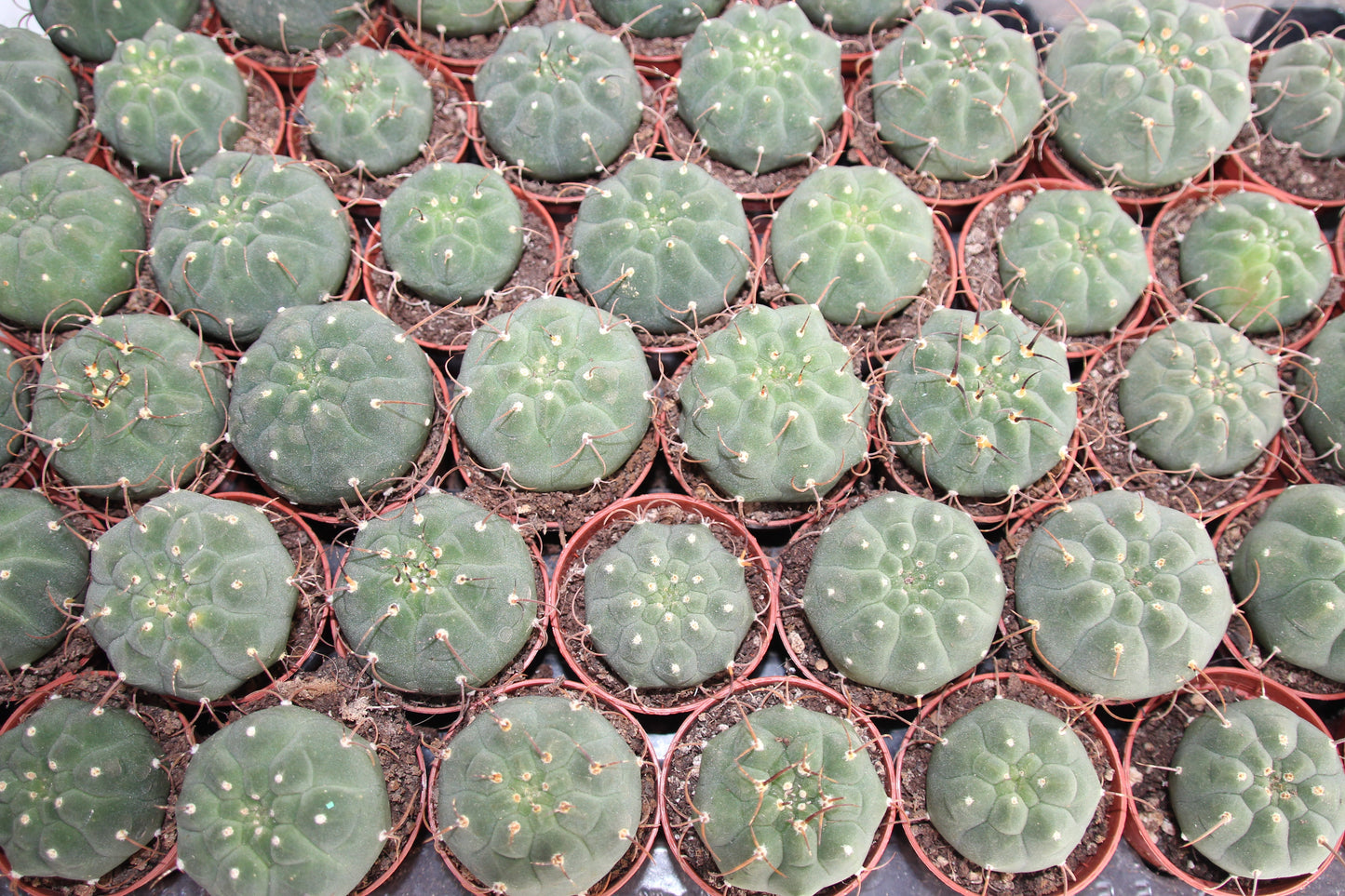 Matucana madisoniorum