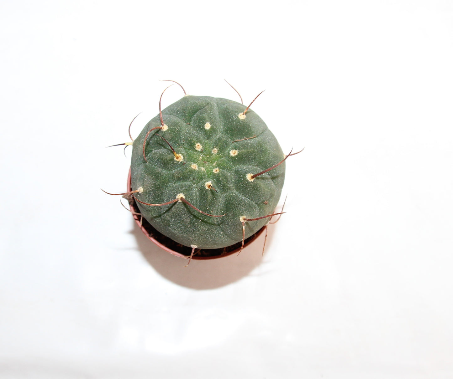 Matucana madisoniorum