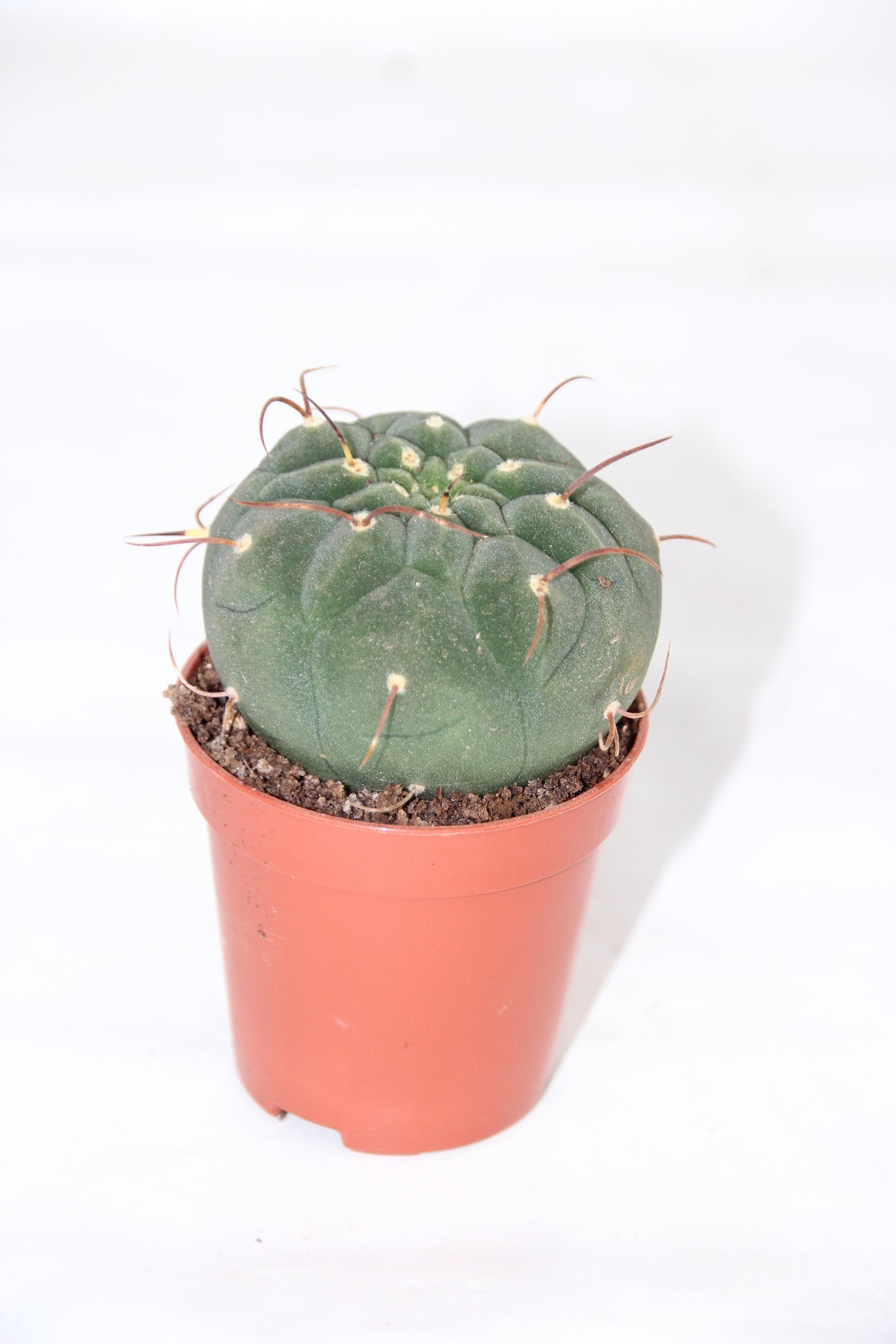 Matucana madisoniorum