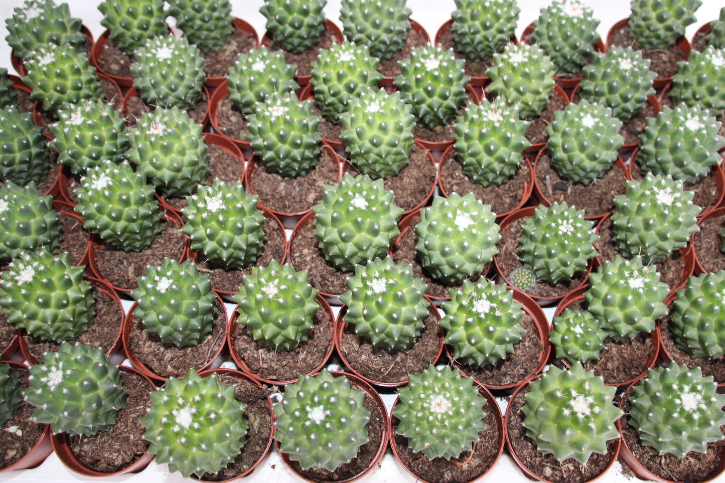 Mammillaria toluca