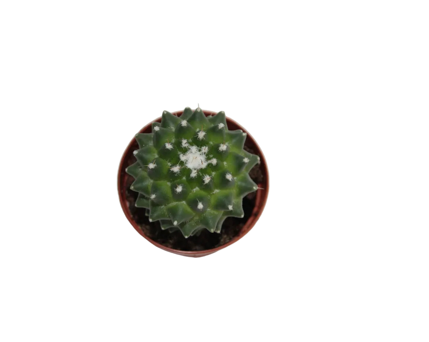 Mammillaria toluca