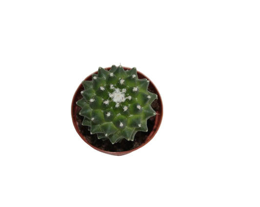 Mammillaria toluca