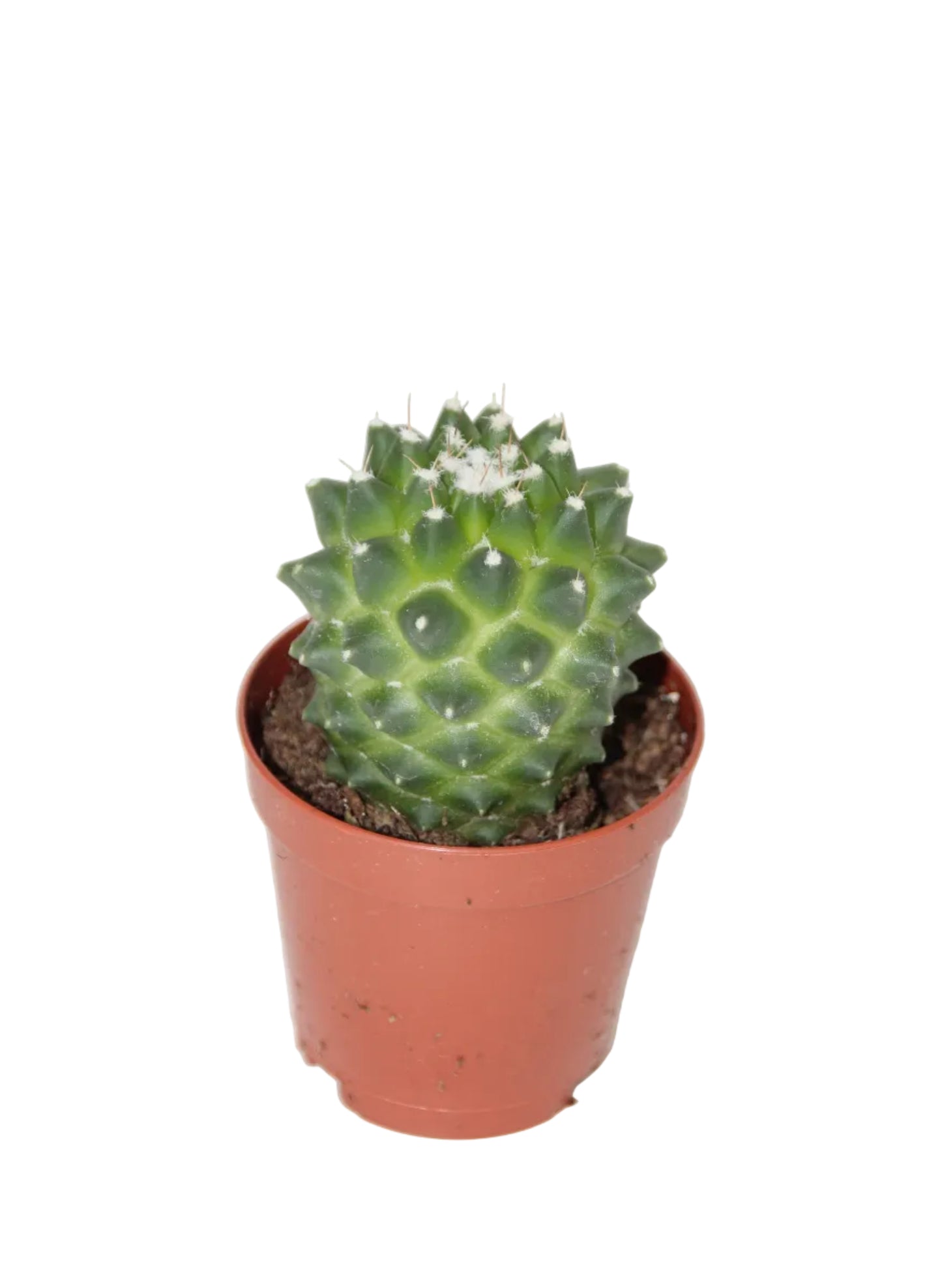 Mammillaria toluca
