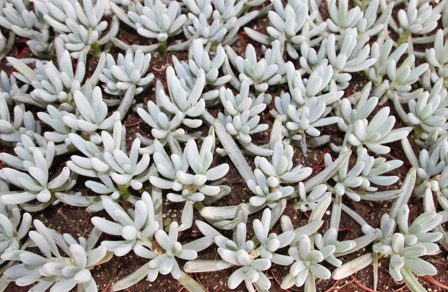 Senecio talinoides