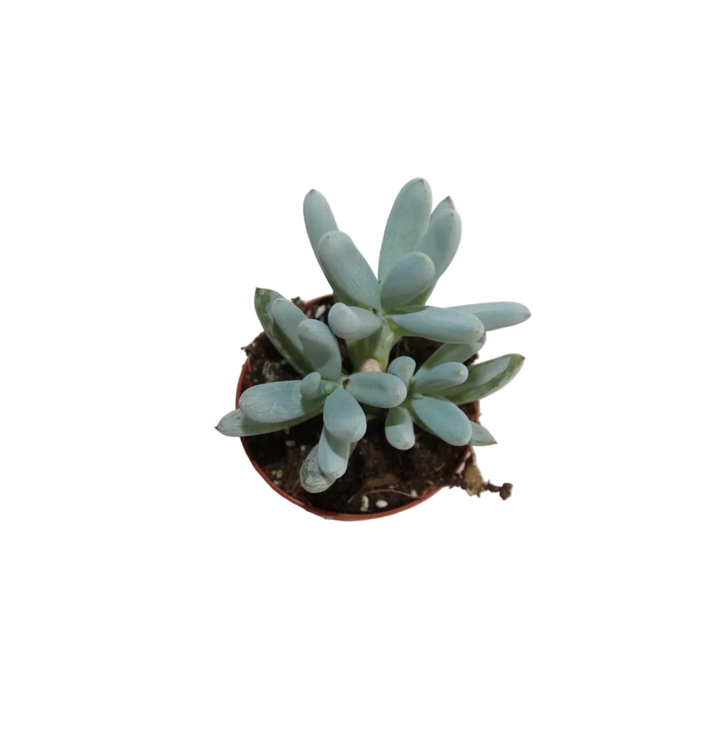 Senecio talinoides