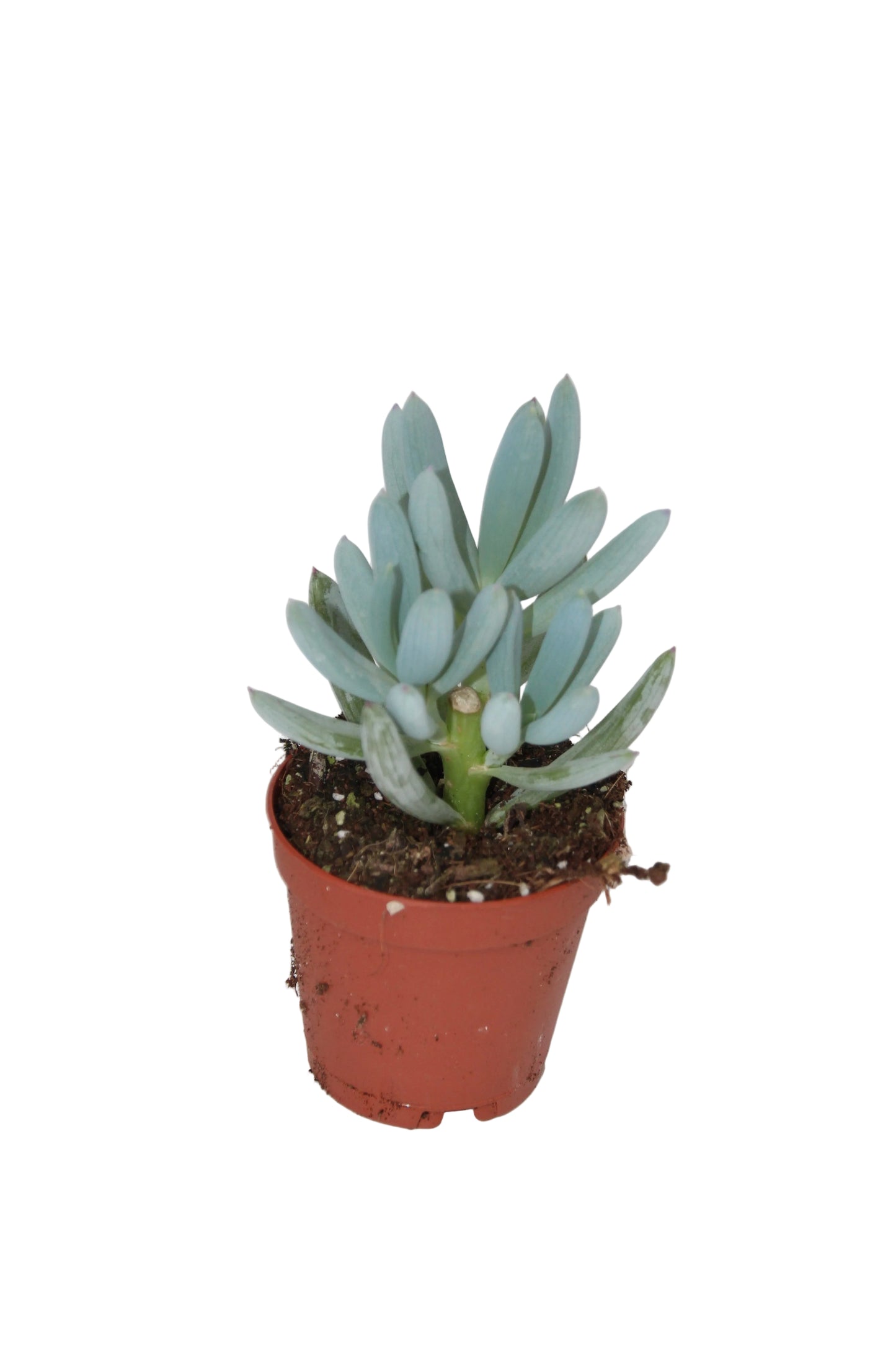 Senecio talinoides