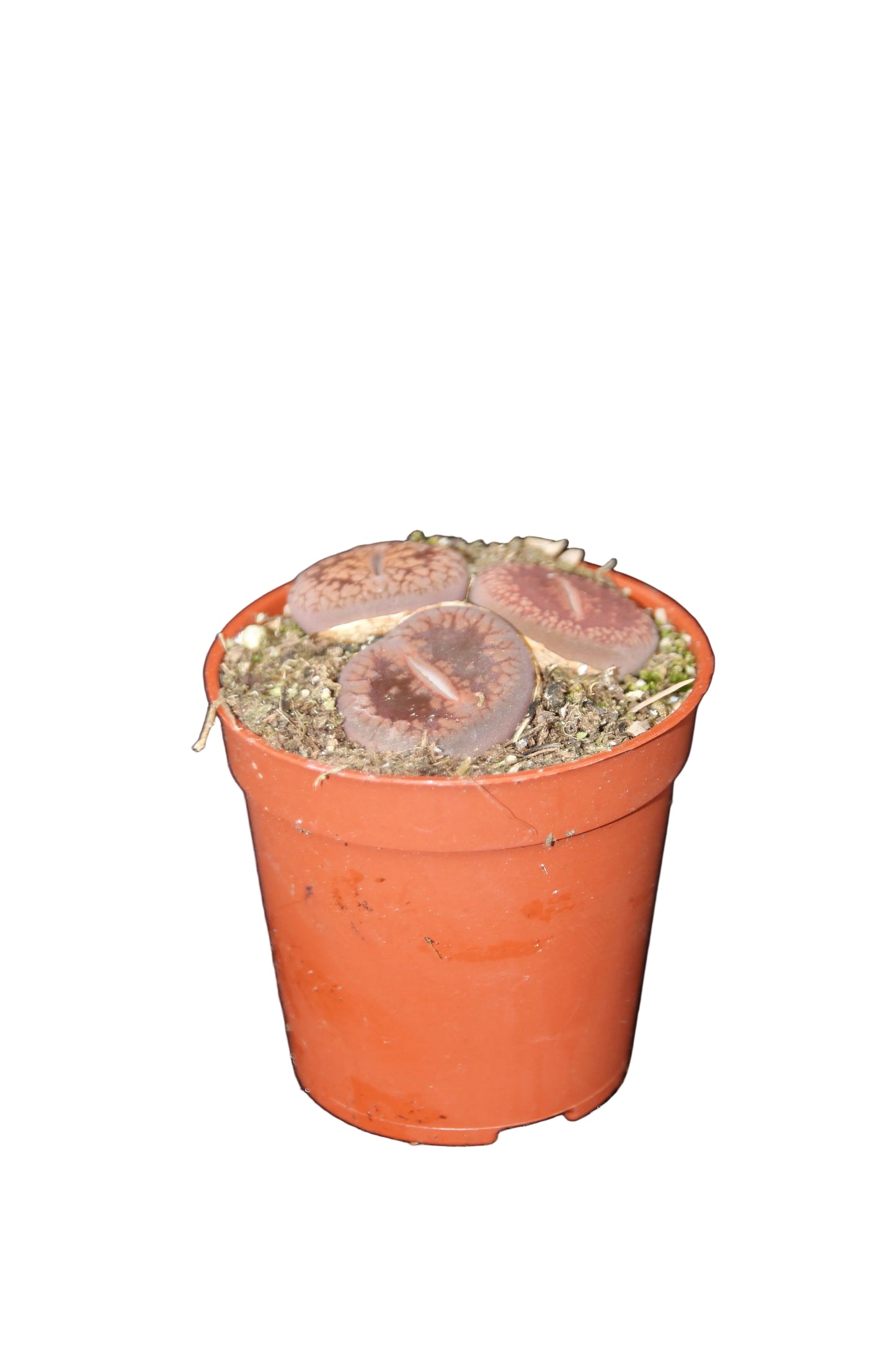 Lithops ssp. ‘Lebender Stein‘