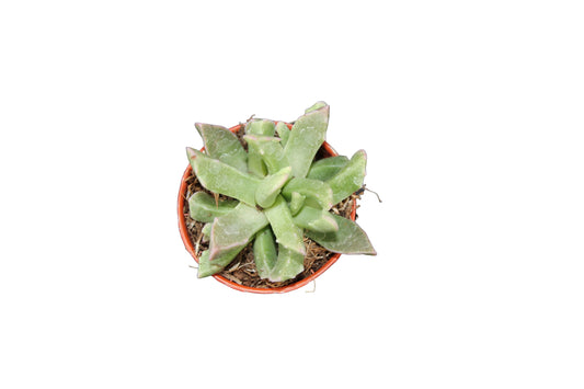 Faucaria bosscheana