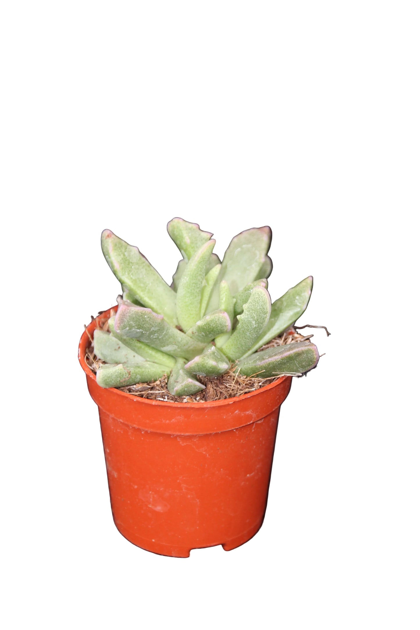 Faucaria bosscheana