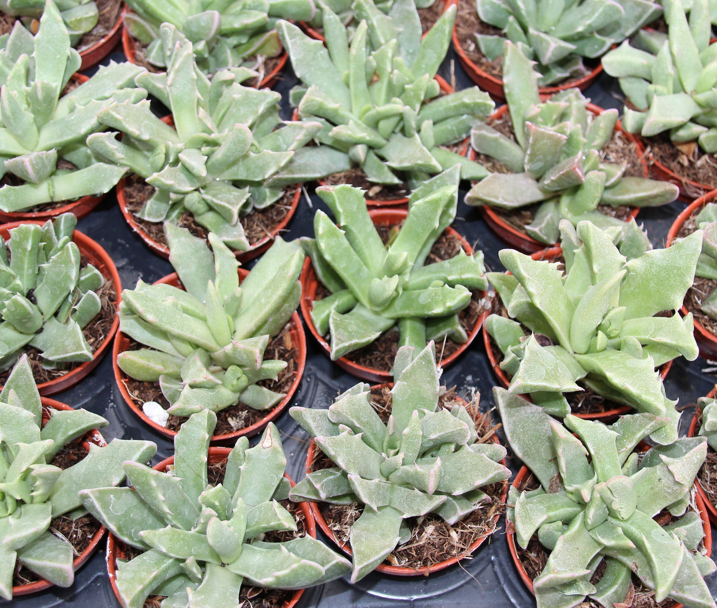 Faucaria bosscheana