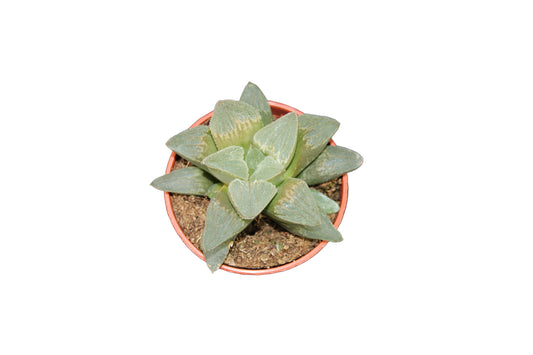 Haworthia retusa