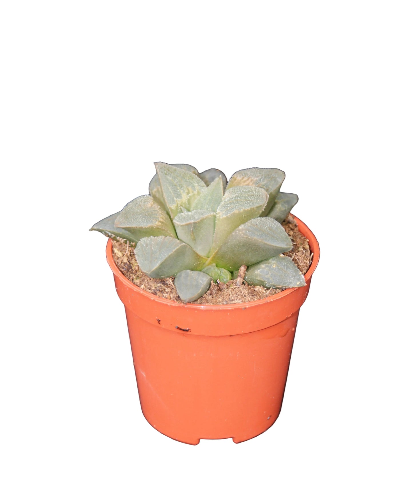 Haworthia retusa