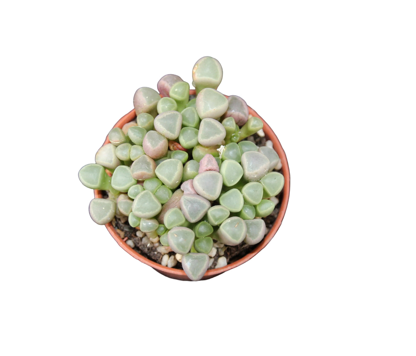 Fenestraria aurantiaca