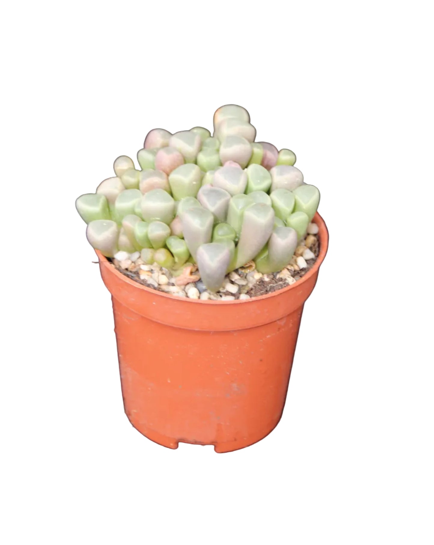 Fenestraria aurantiaca