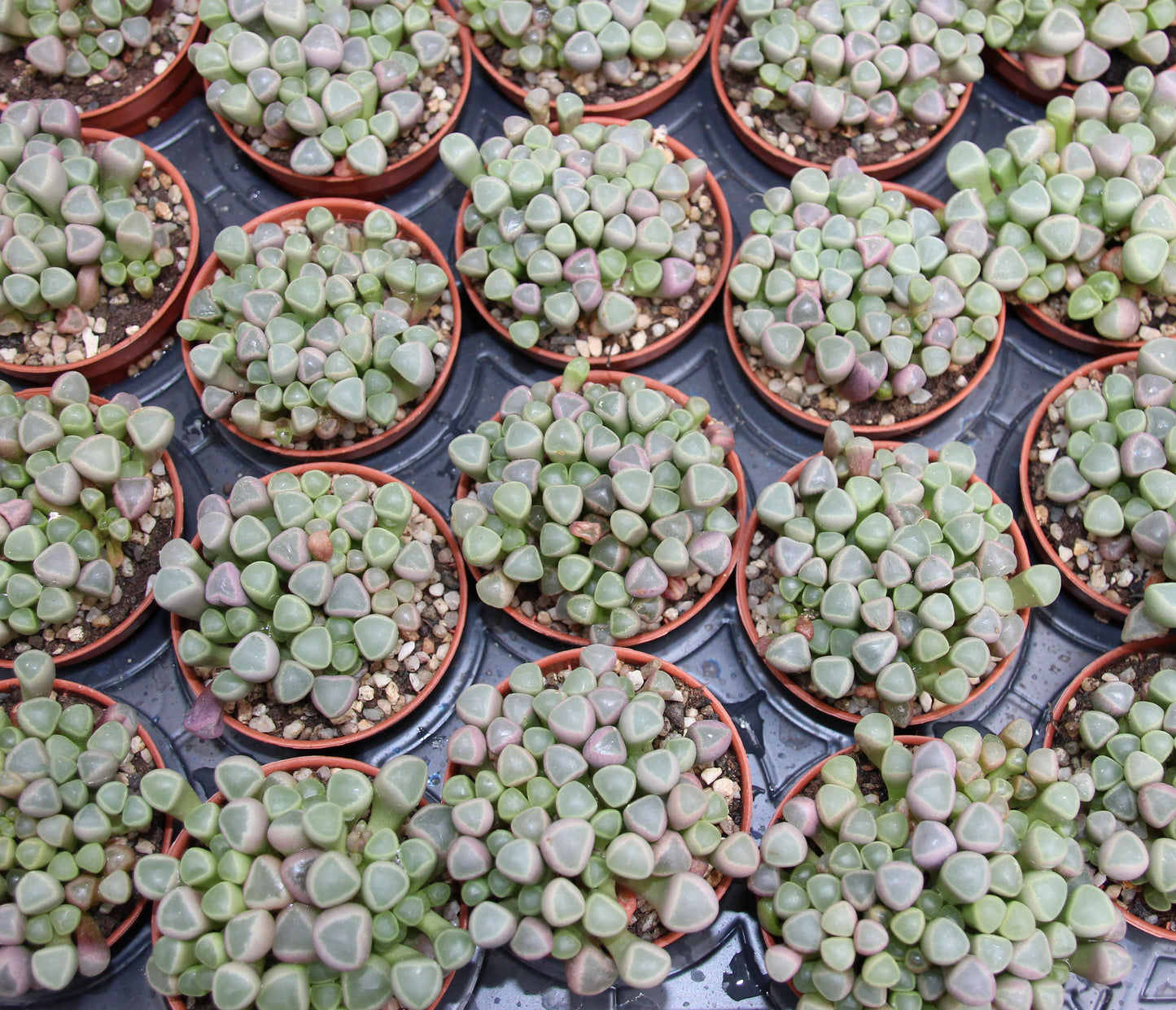 Fenestraria aurantiaca