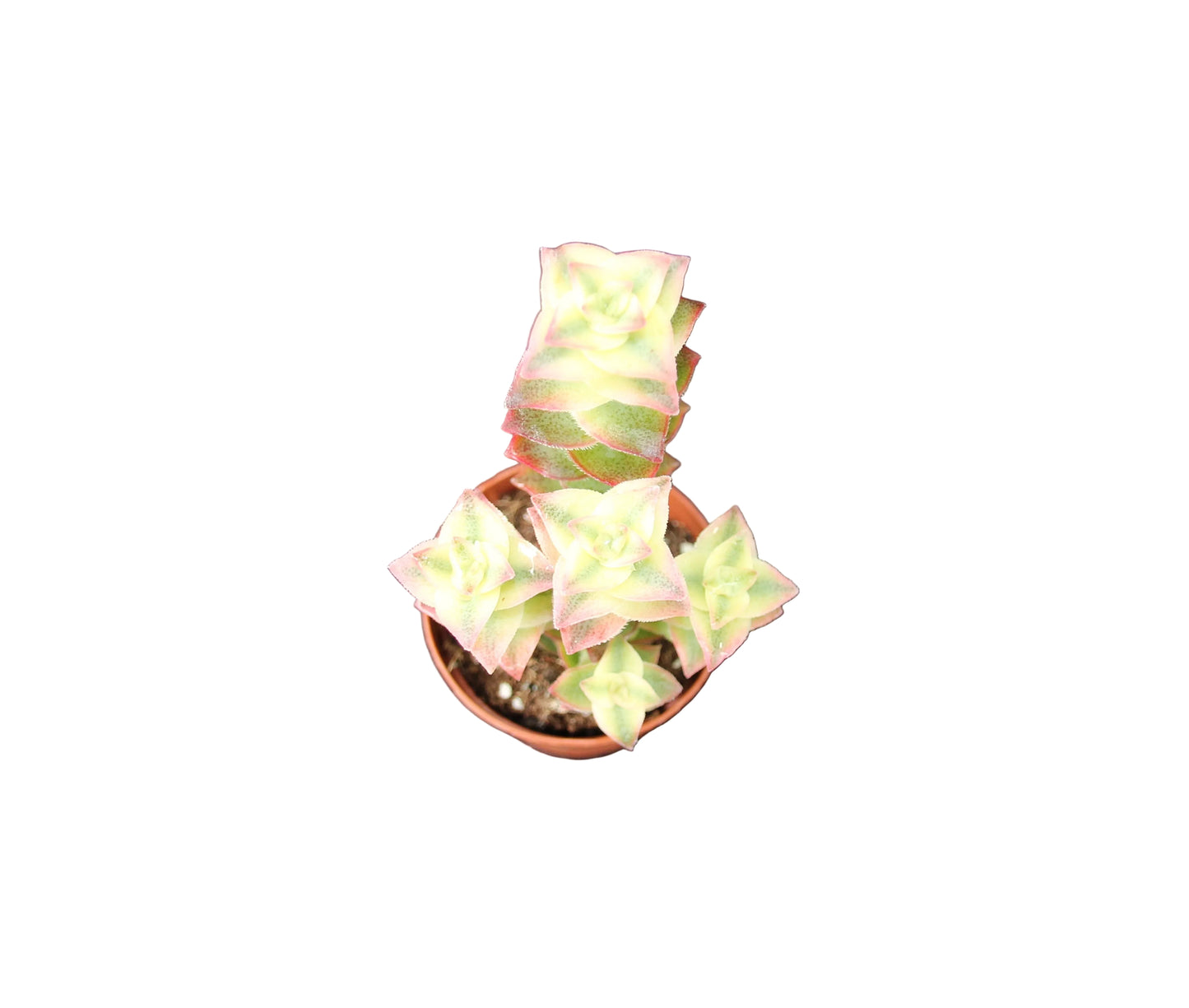 Crassula perforata variegata