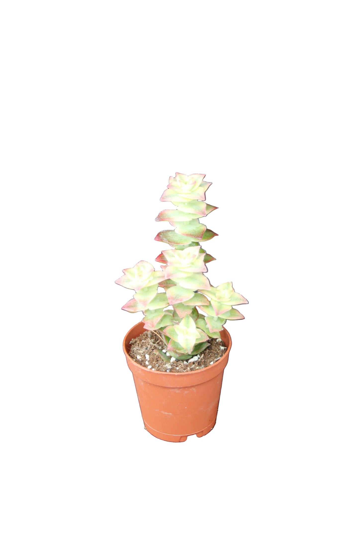 Crassula perforata variegata