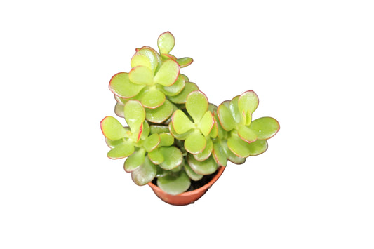 Crassula ovata minor
