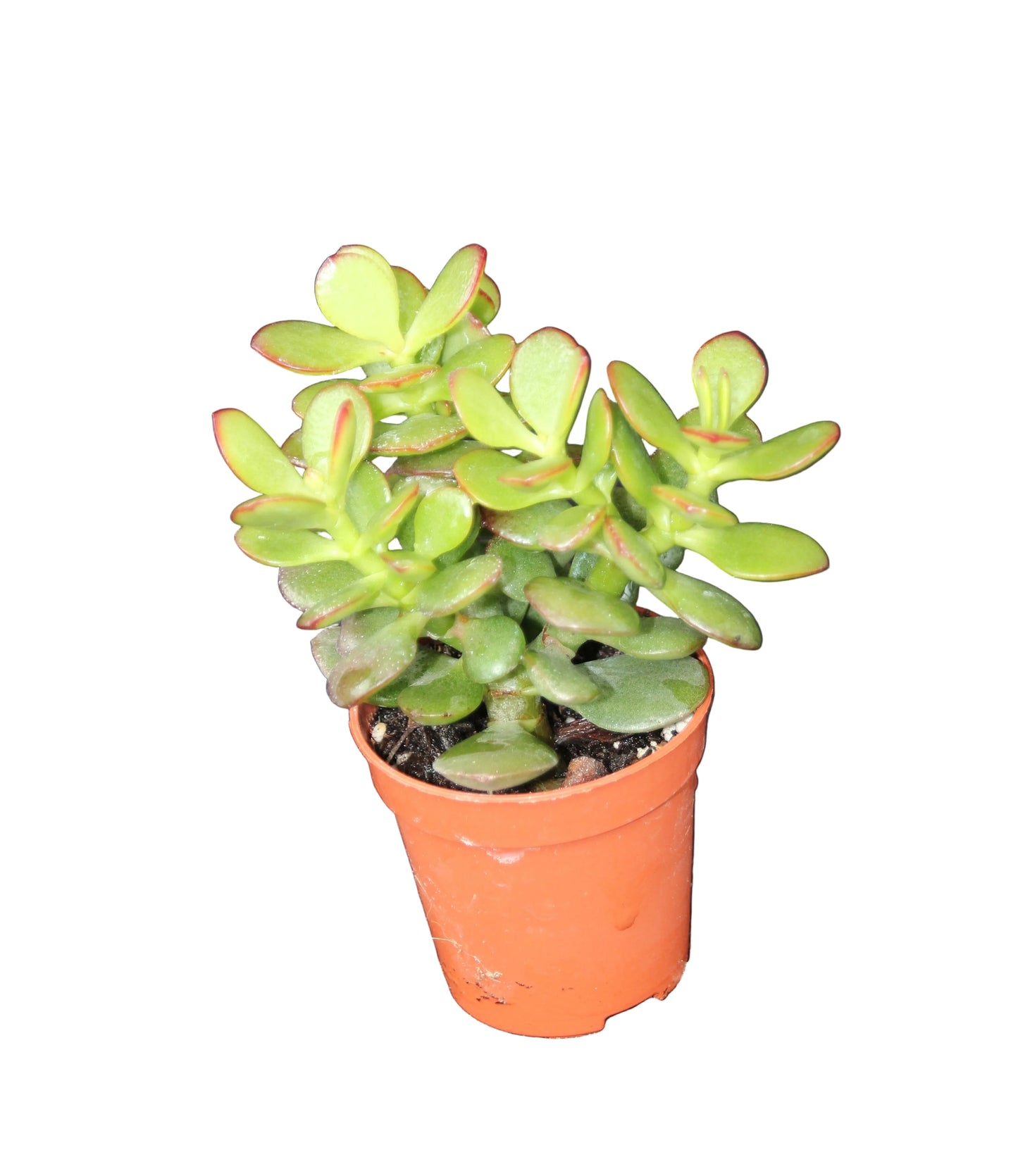 Crassula ovata minor
