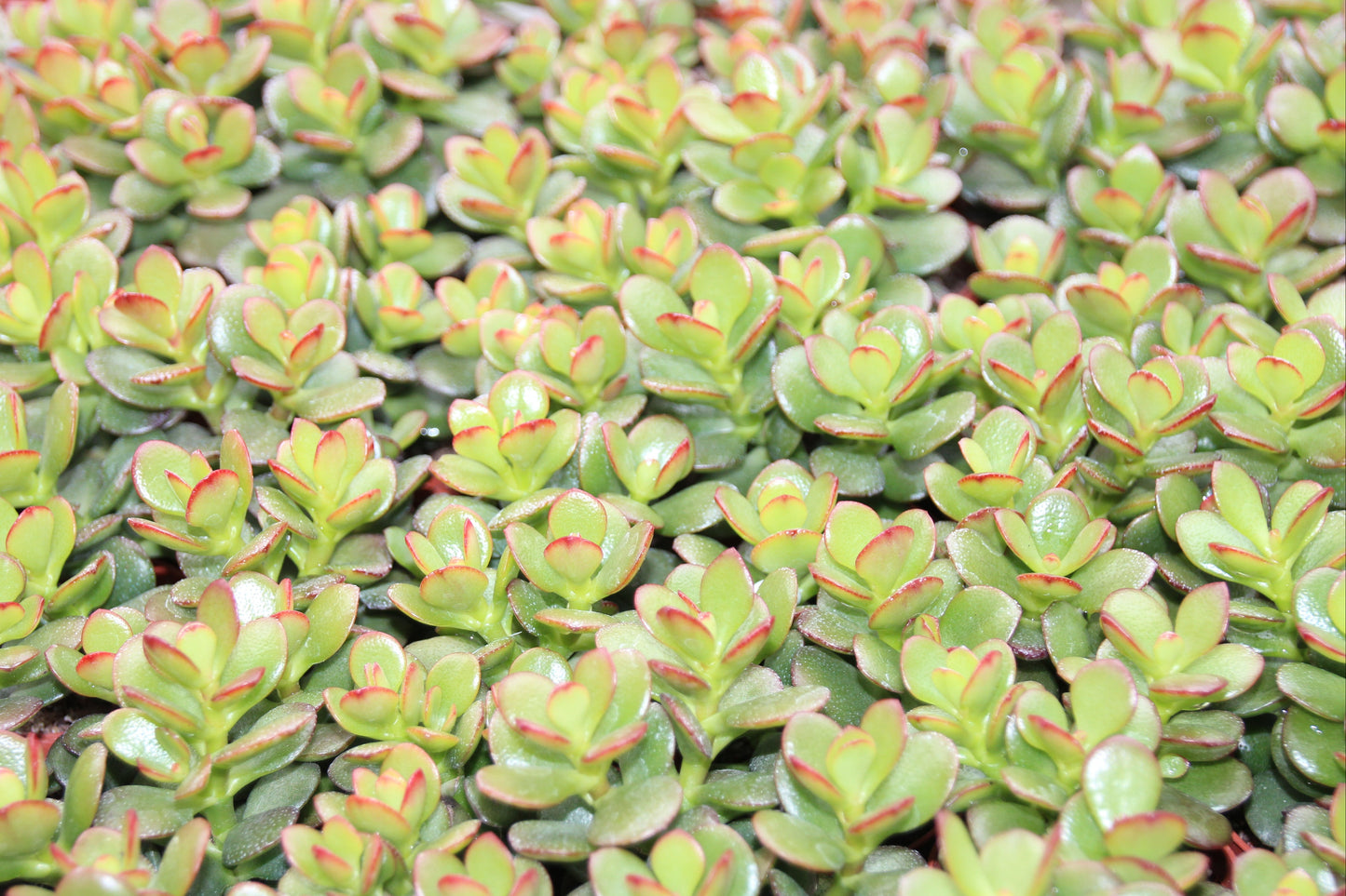 Crassula ovata minor