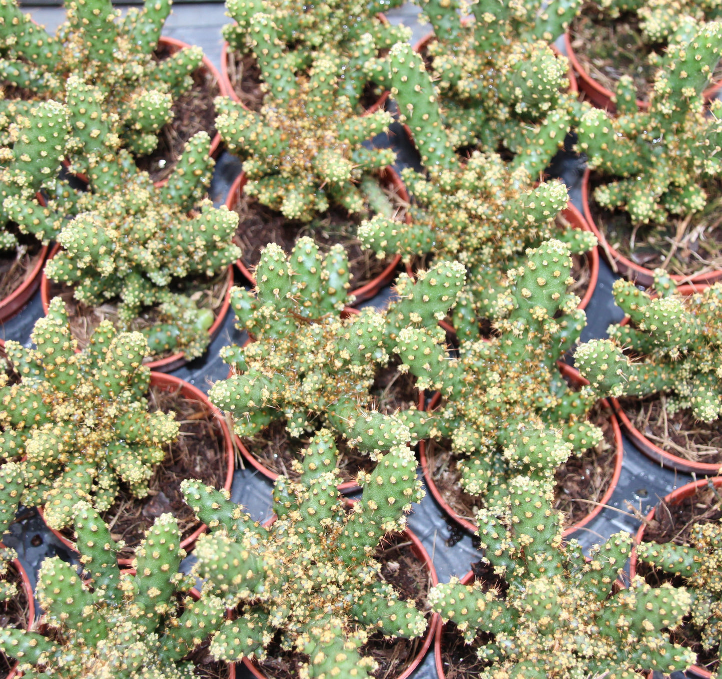 Opuntia tuna monstrosa