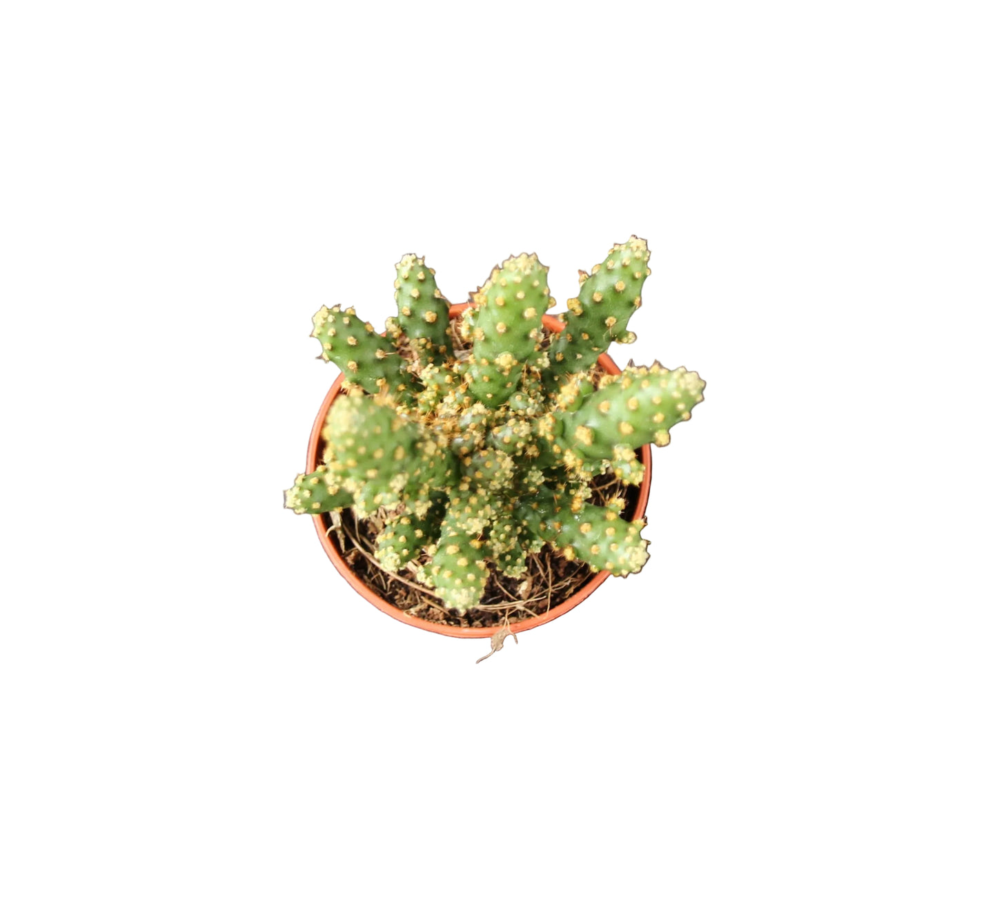 Opuntia tuna monstrosa