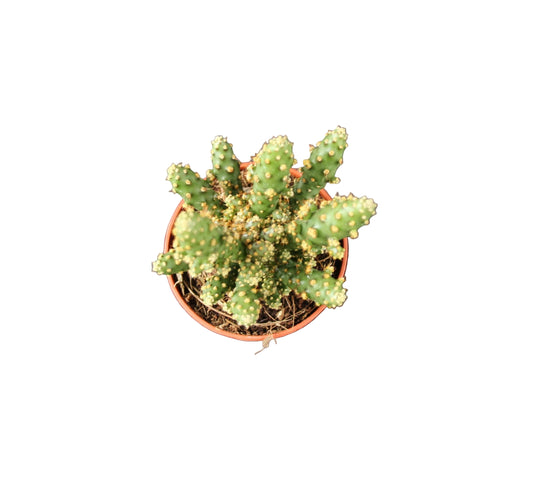 Opuntia tuna monstrosa