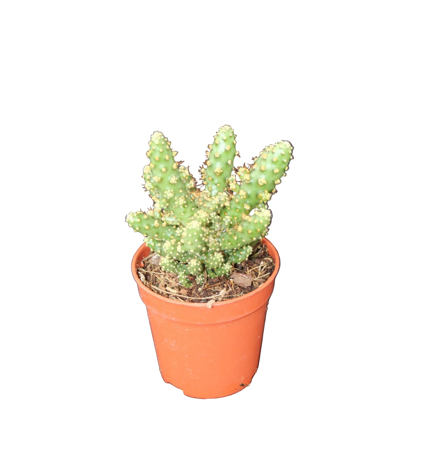 Opuntia tuna monstrosa