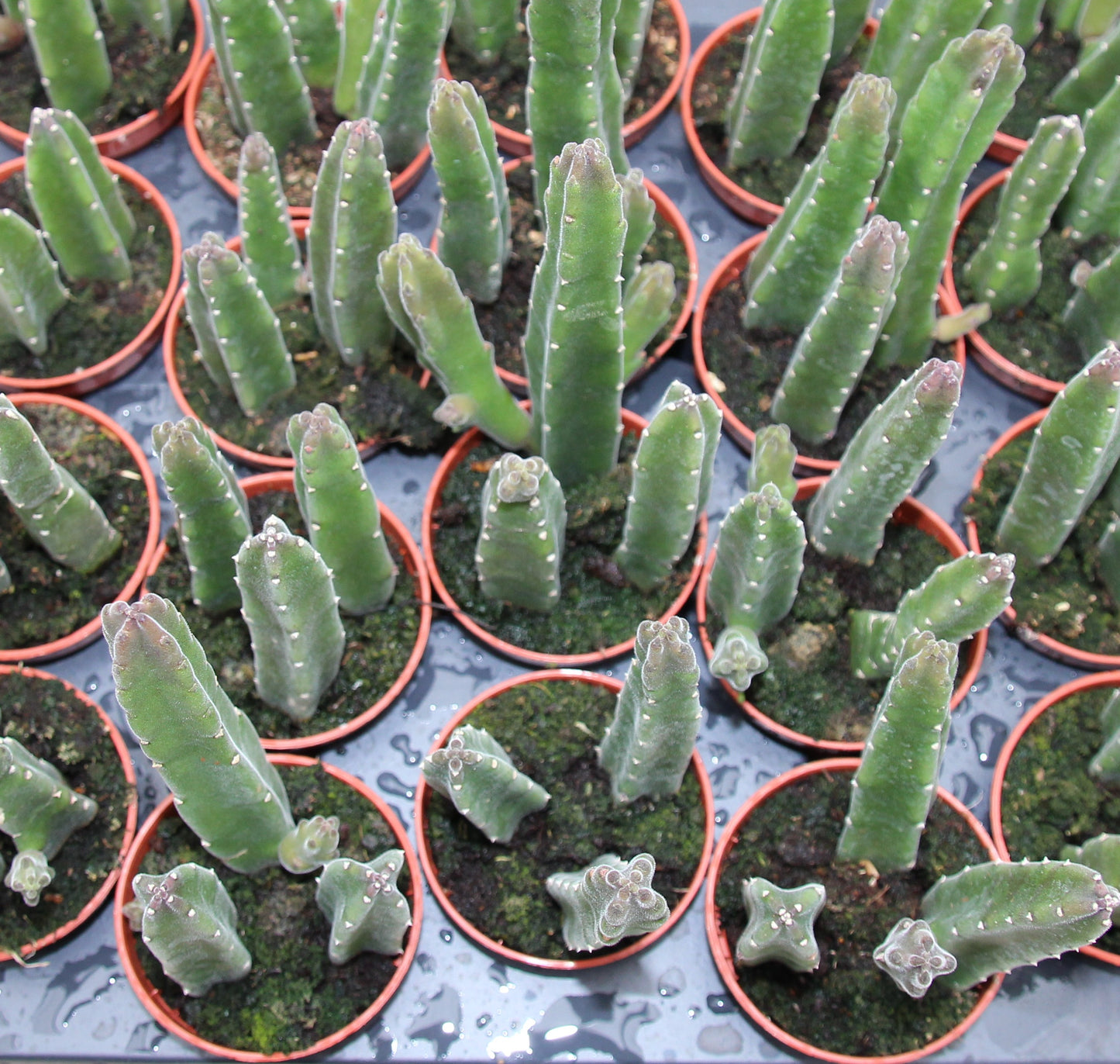 Stapelia leendertziae