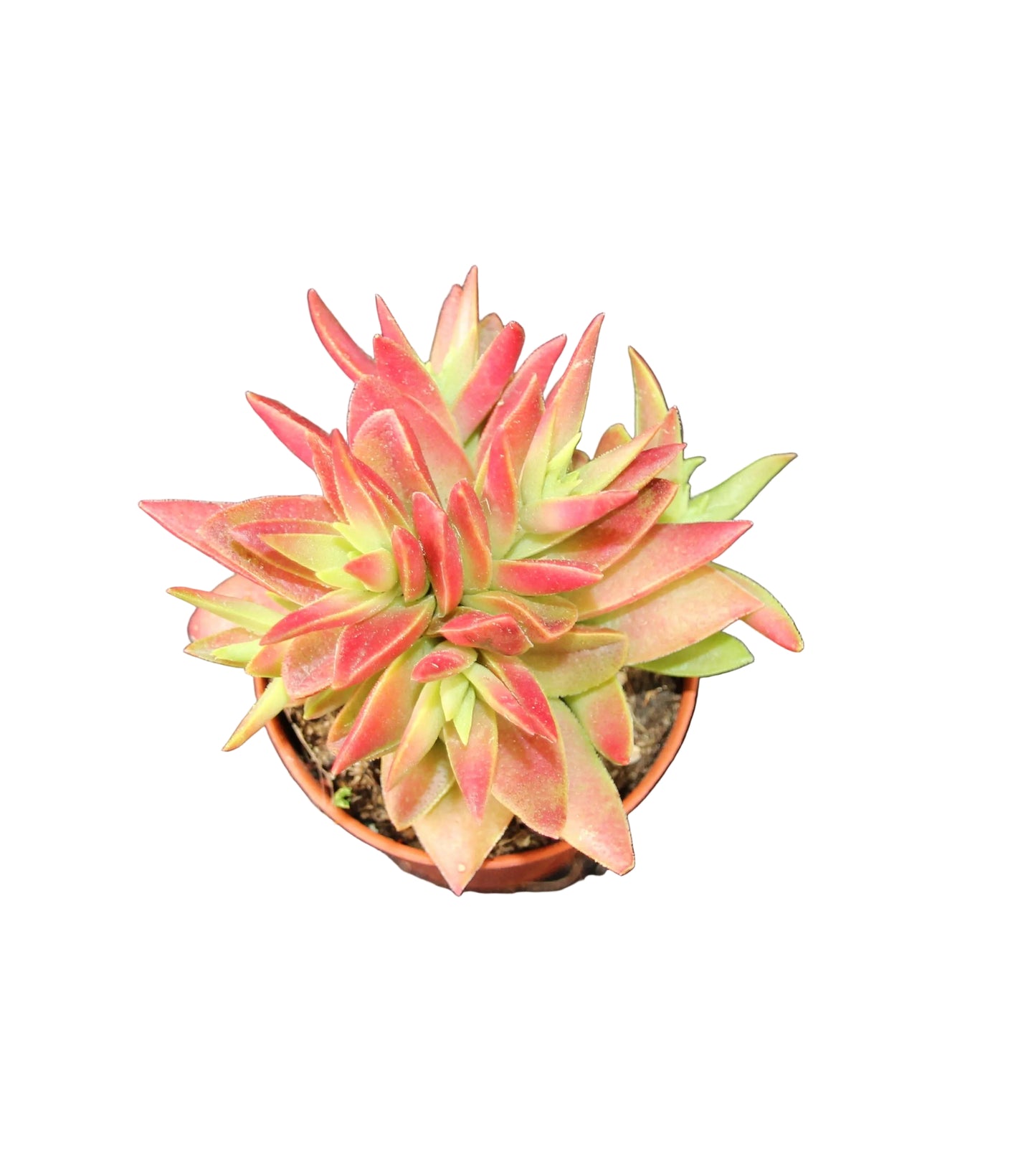 Crassula capitella ‘Campfire‘