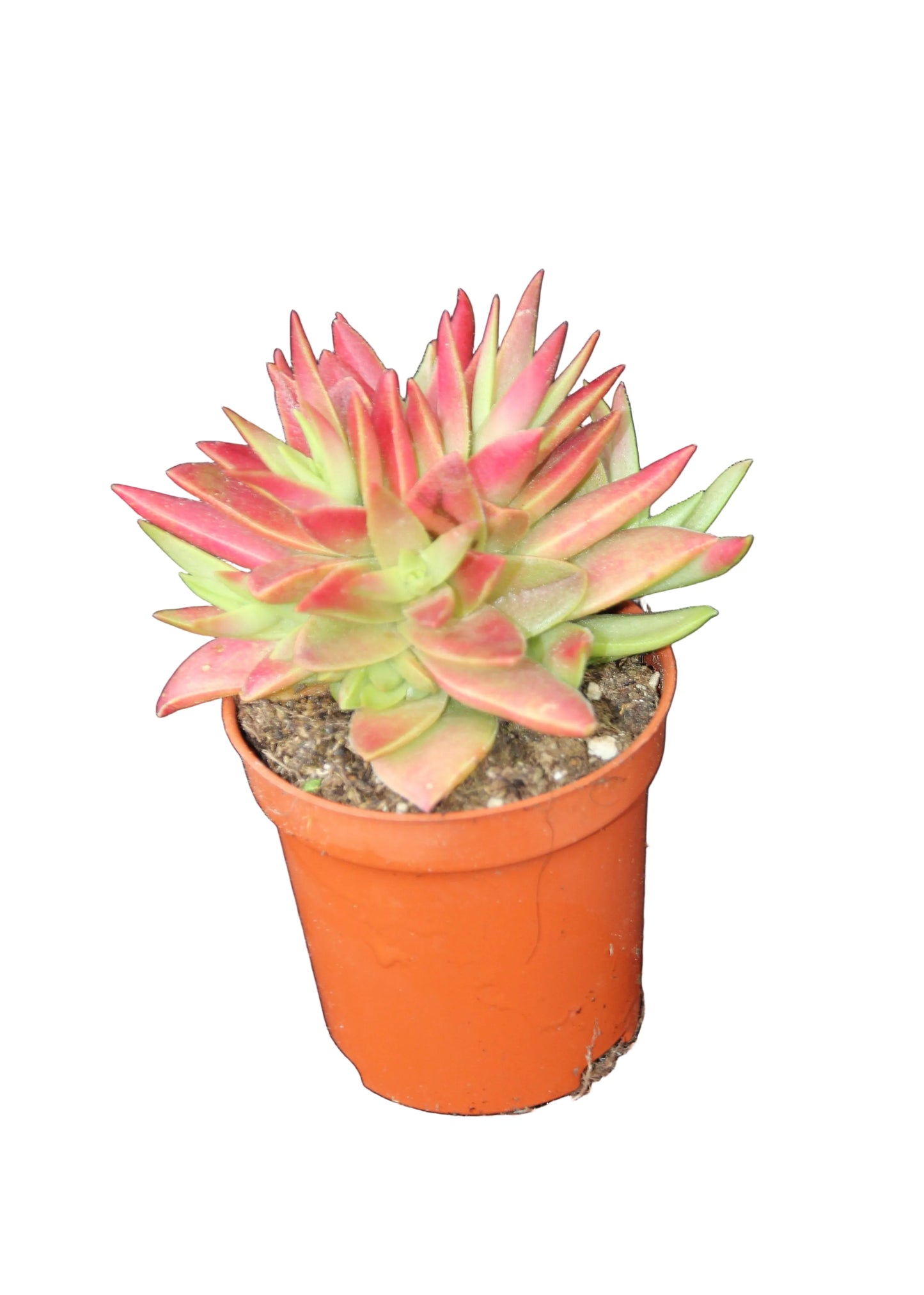 Crassula capitella ‘Campfire‘