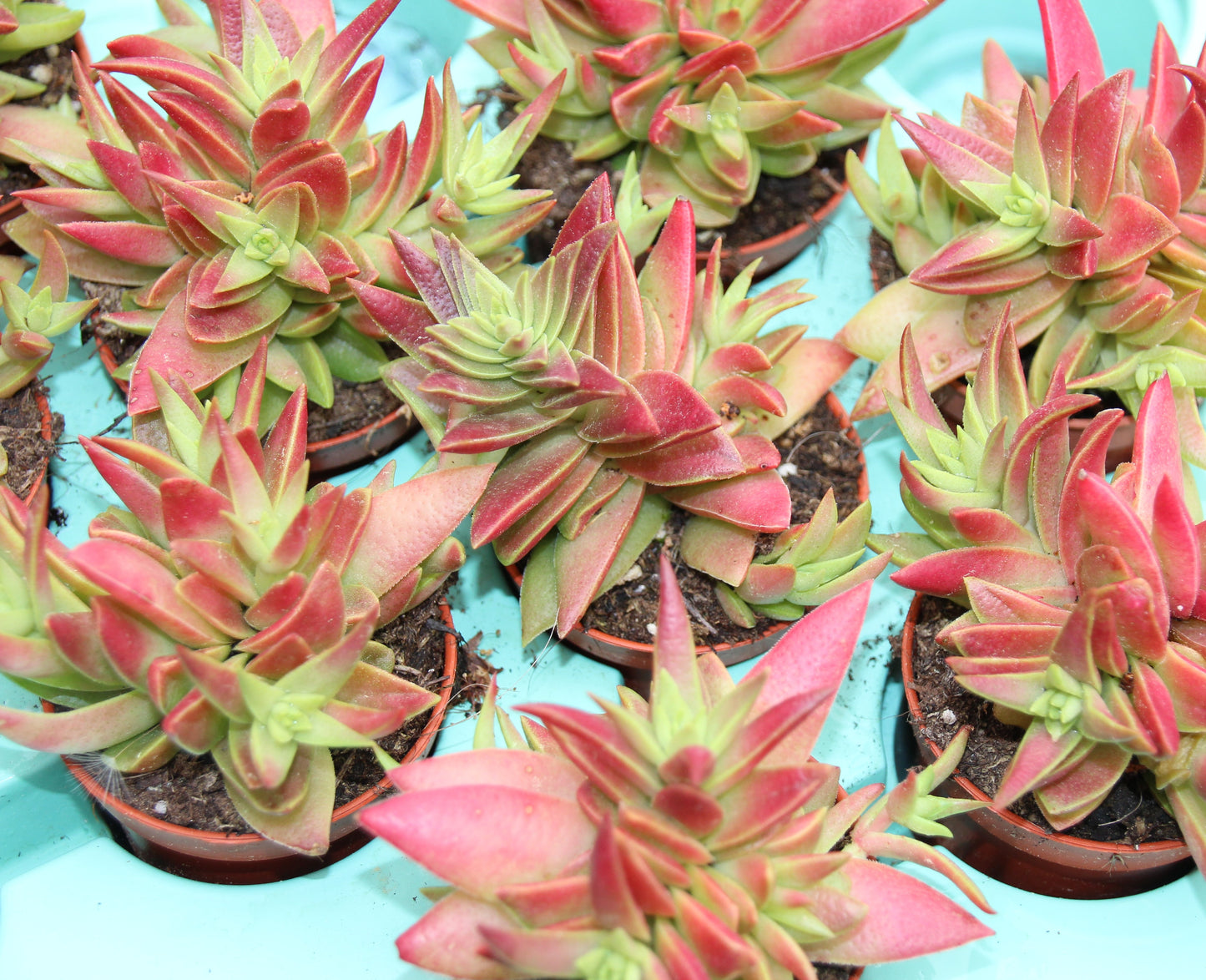 Crassula capitella ‘Campfire‘