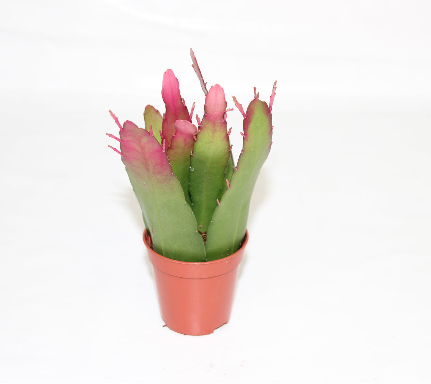 Rhipsalis red coral