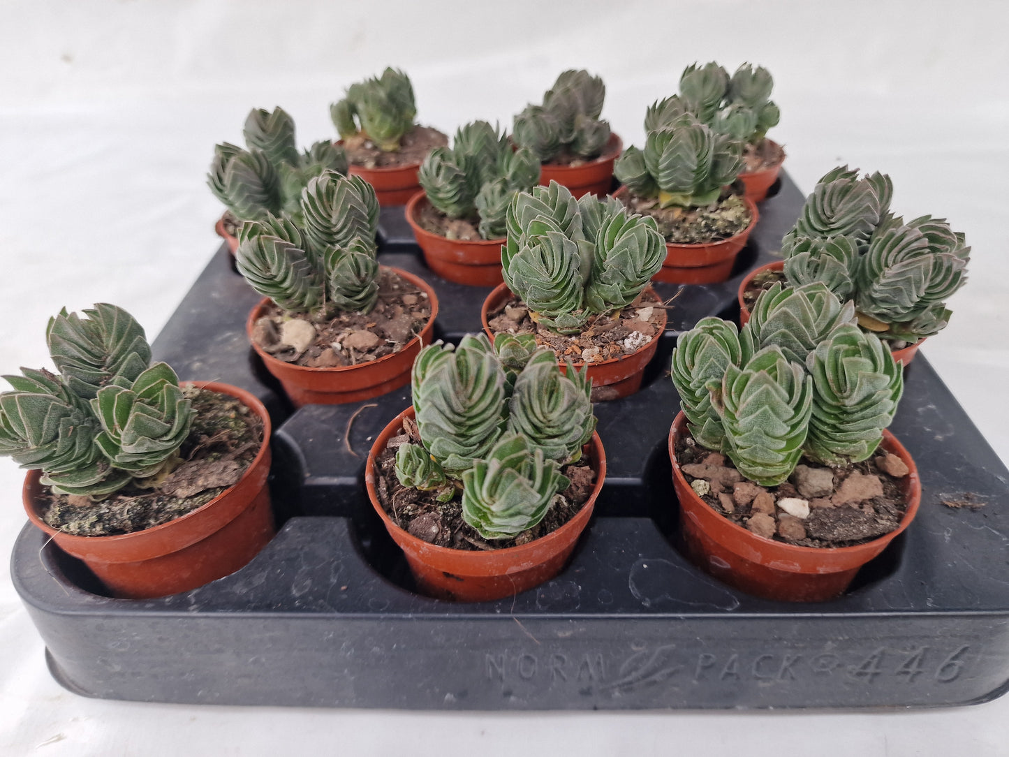 Crassula 'Buddha's Temple'