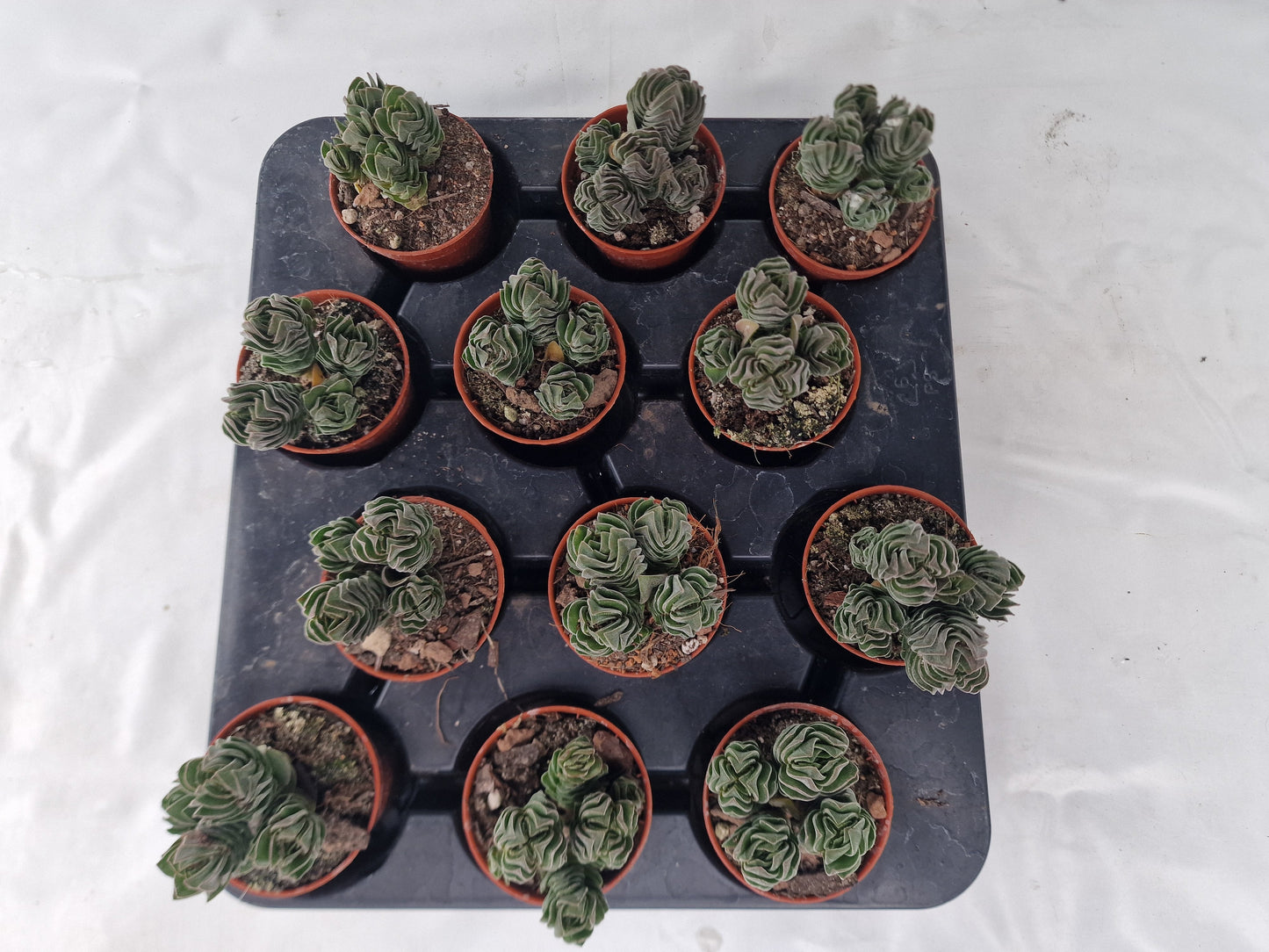 Crassula 'Buddha's Temple'