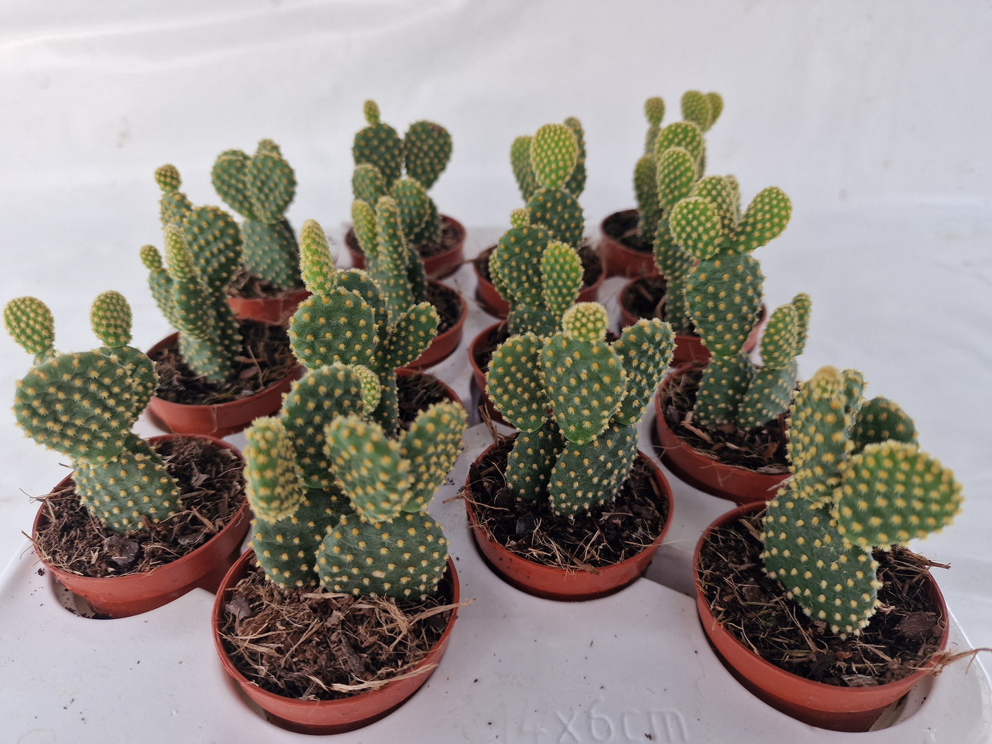 Opuntia microdasys gold