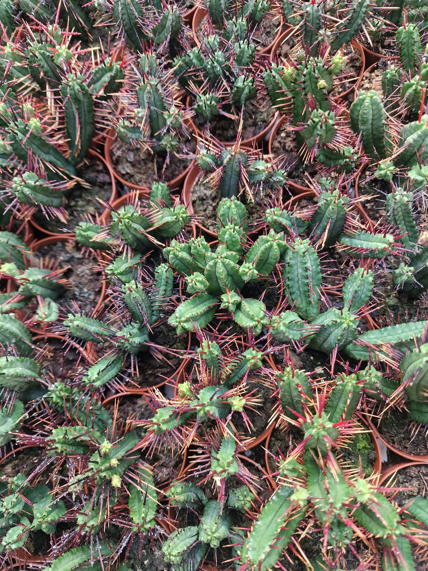 Euphorbia enopla ‘Teufelsdorn‘