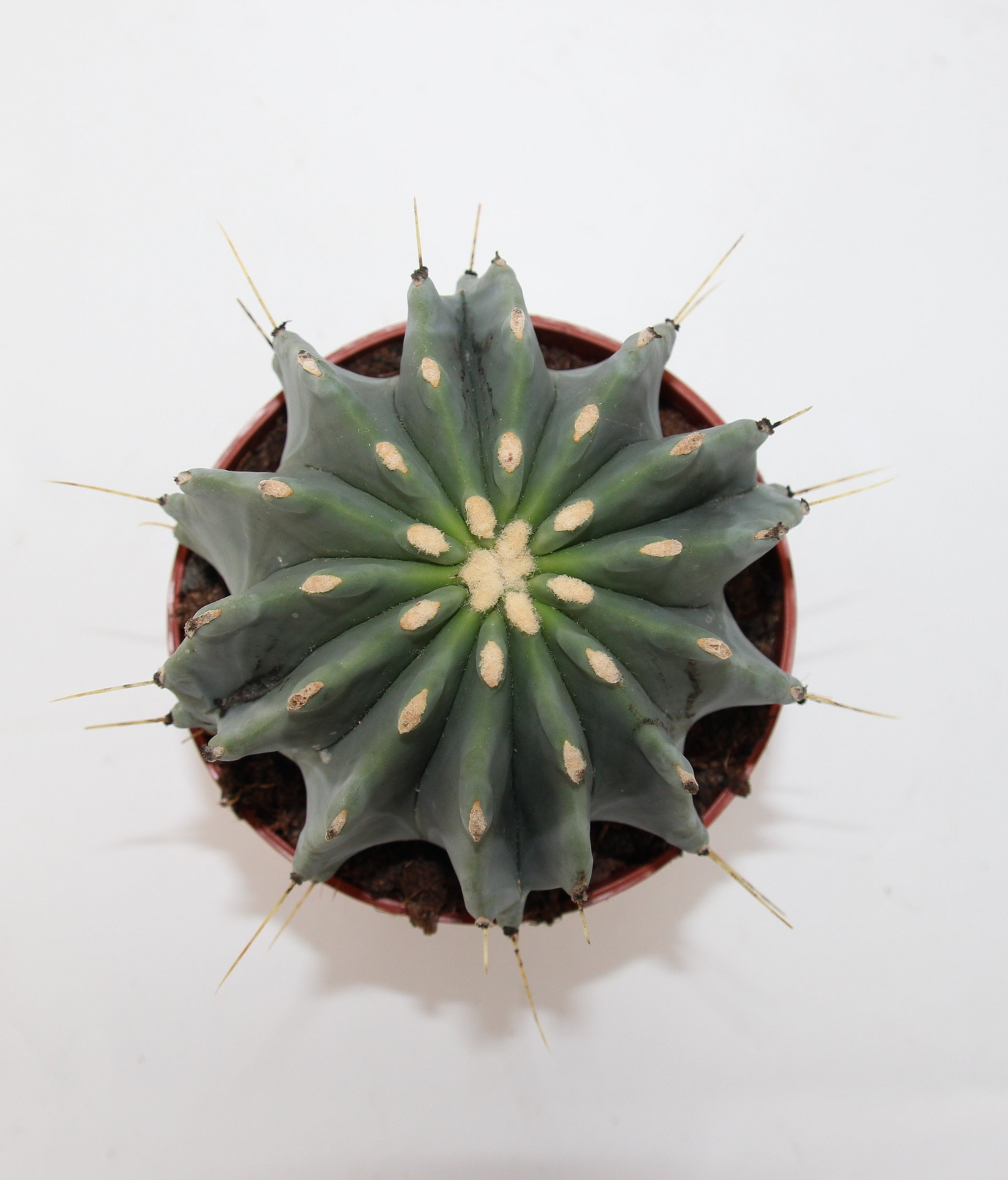 Ferocactus glaucescens inermis