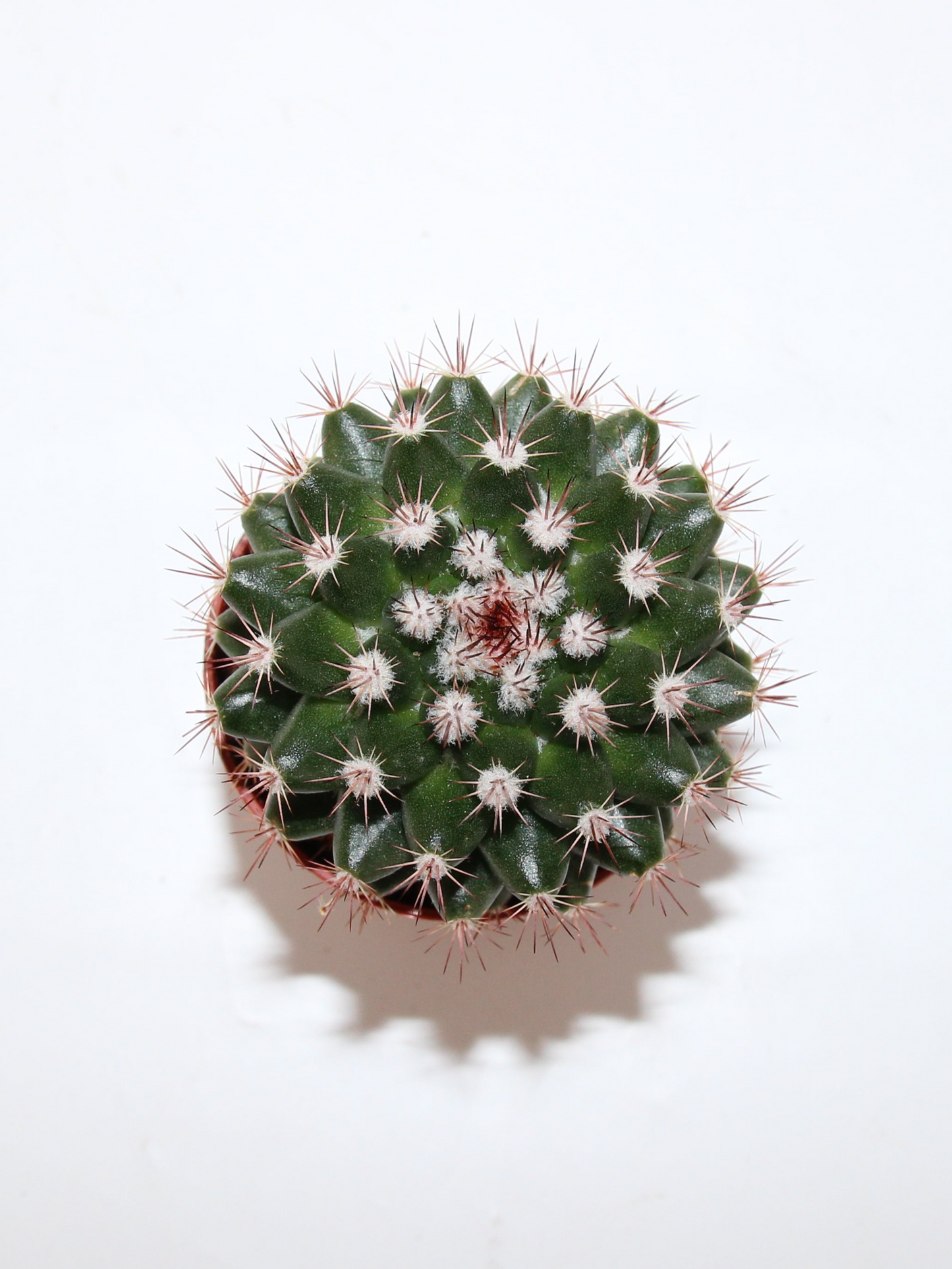 Mammillaria voburnensis