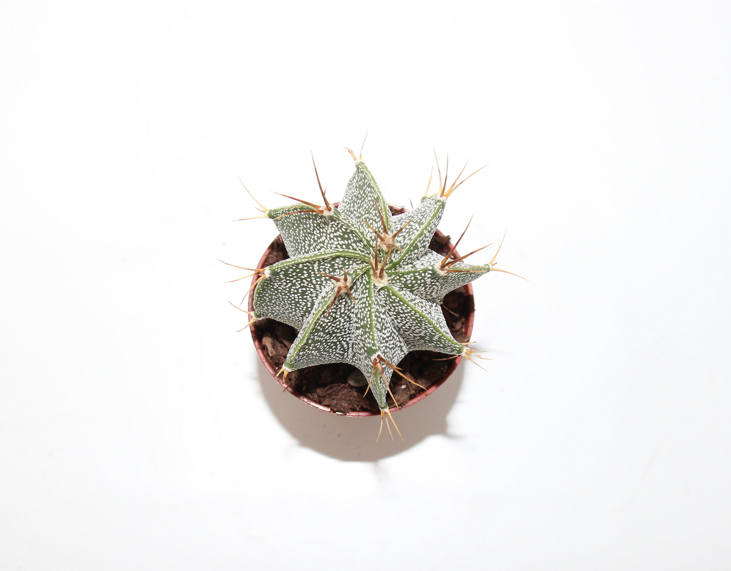 Astrophytum ornatum