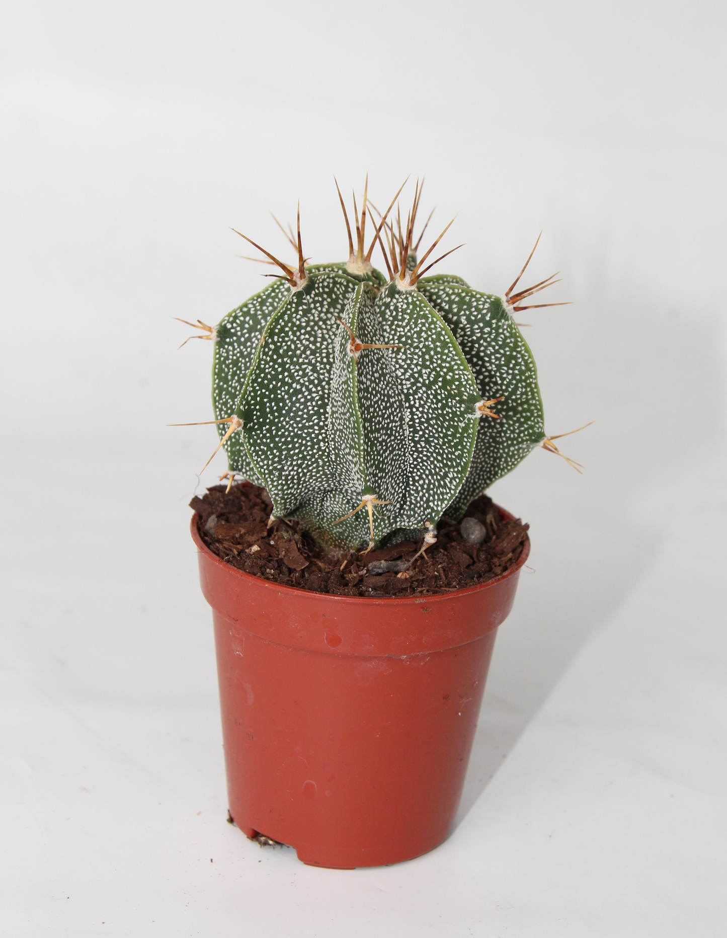 Astrophytum ornatum