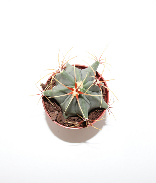 Ferocactus emoryi