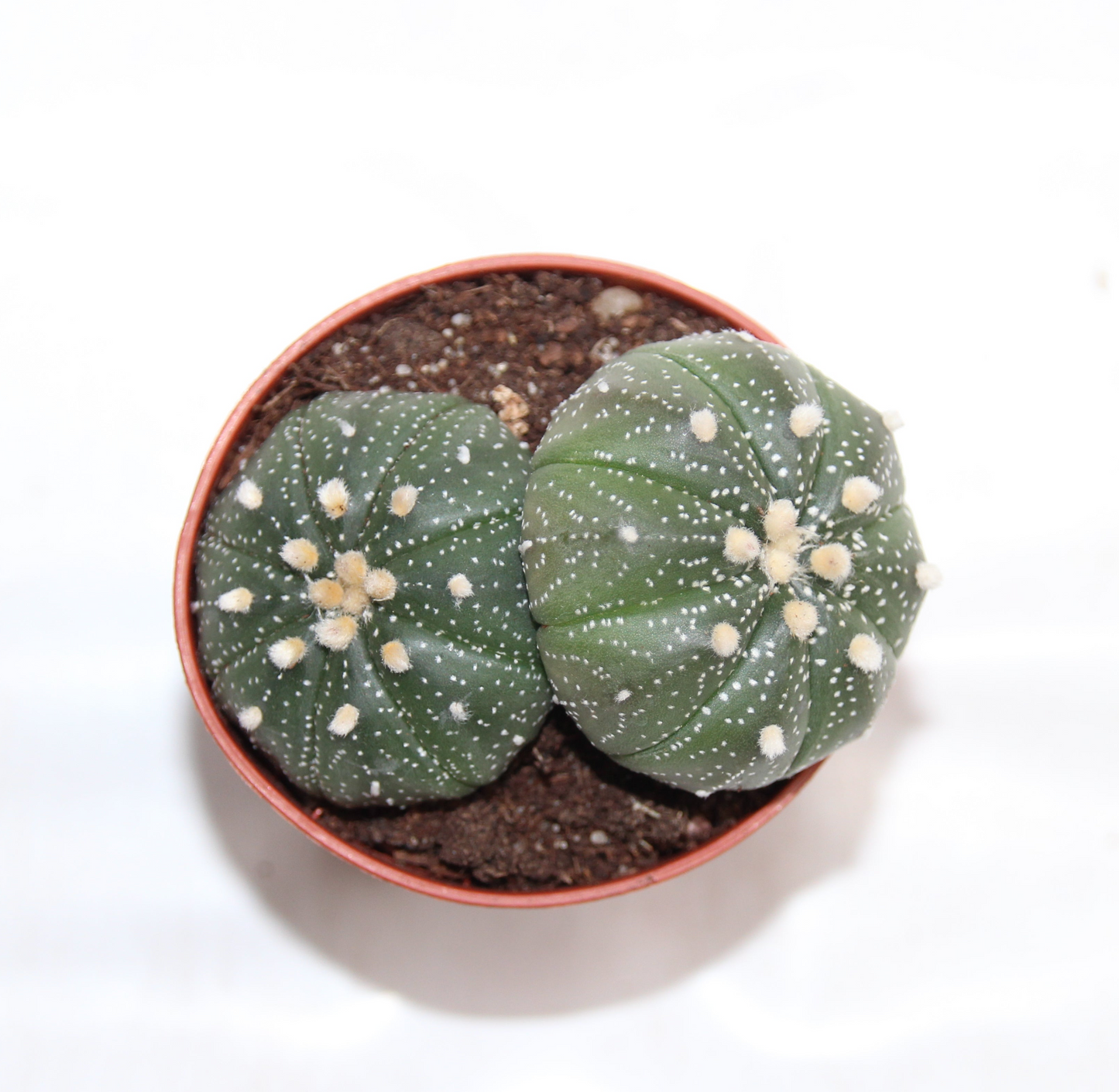 Astrophytum asterias Gruppe